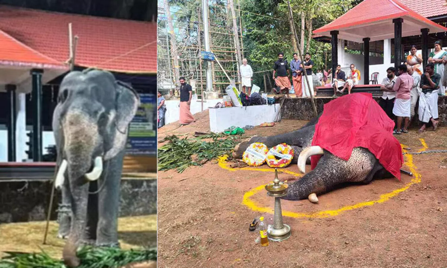 കുളിപ്പിച്ച് കുറി തൊട്ട് എഴുന്നള്ളത്തിന് ഒരുങ്ങിയ ബാലുശ്ശേരി ഗജേന്ദ്രൻ ക്ഷേത്രമുറ്റത്ത് ചരിഞ്ഞു