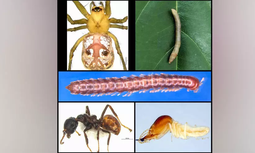 ജൈവവൈവിധ്യ ലോകത്തേക്ക് കേരളത്തിൽനിന്ന് അഞ്ച് പുതിയ ജീവികൾ കൂടി ജൈവവൈവിധ്യ ലോകത്തേക്ക് കേരളത്തിൽനിന്ന് അഞ്ച് പുതിയ ജീവികൾ കൂടി