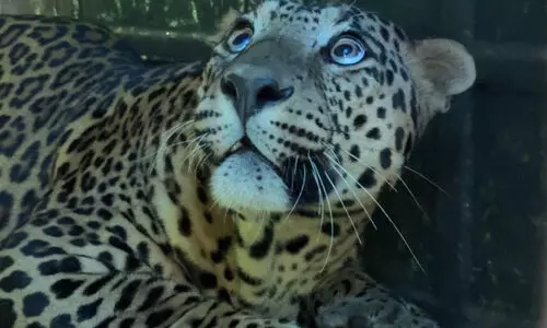 ചുണ്ടേലിൽ ഭീതിപരത്തിയ പുലി കൂട്ടിലായി