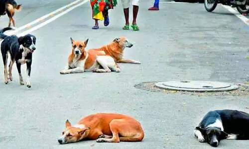 തെരഞ്ഞെടുപ്പ് വാഗ്ദാനം പാലിക്കാൻ തെലങ്കാനയിൽ കൊന്നൊടുക്കിയത് 500 നായ്ക്കളെ