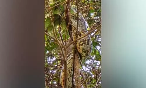 മെട്ടമ്മലിൽ മരത്തിൽ പെരുമ്പാമ്പ്