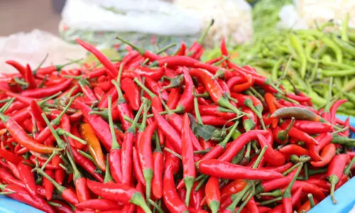 ​ഇനി തുച്ഛമായ വിലയ്ക്ക് ചൈനീസ് മുളക്; ഇന്ത്യയുടെ കുത്തക തകരുന്നു