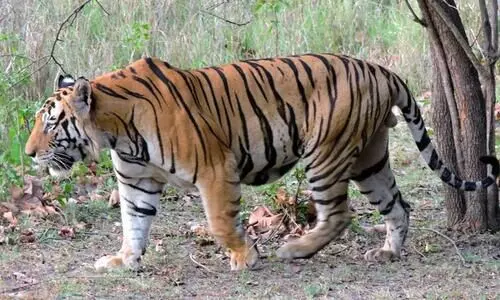 മറയൂരിൽ കടുവയുടെ സാന്നിധ്യം; വനംവകുപ്പ്​ നിരീക്ഷണം ശക്തമാക്കി
