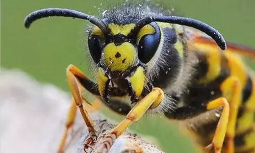 കടന്നൽ കുത്തേറ്റ് അഞ്ച് പേർക്ക് പരിക്ക്