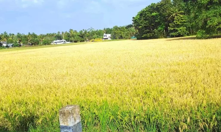 മകരക്കൊയ്ത്തിന് ഉമയനല്ലൂർ ഏലാ ഒരുങ്ങി മകരക്കൊയ്ത്തിന് ഉമയനല്ലൂർ ഏലാ ഒരുങ്ങി