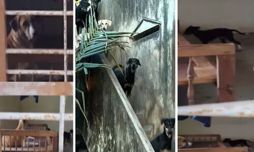 വീട്ടിൽ 70ഓളം നായ്ക്കൾ, പൊലീസുകാരിയുടെ നായ് പ്രേമം കാരണം പുറത്തിറങ്ങാനാകാതെ നാട്ടുകാർ