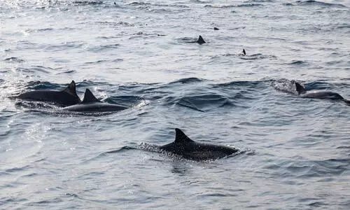 A group of dolphins on the shores of Al Laith in the Red Sea