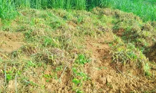 കാ​ട്ടു​പ​ന്നി ശ​ല്യ​ത്തി​ൽ പൊ​റു​തി​മു​ട്ടി ക​ർ​ഷ​ക​ർ