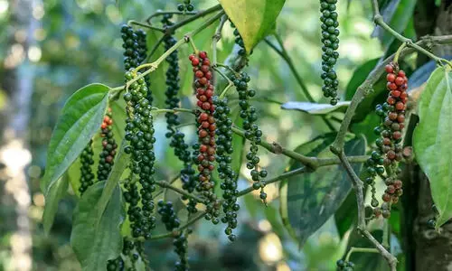 കാ​ലം തെ​റ്റി പെ​യ്ത മ​ഴ ക​ര്‍ഷ​ക​രെ ക​ണ്ണീ​രി​ലാ​ഴ്ത്തി