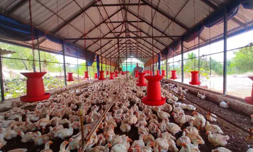 കുടുംബത്തിന് ‘ശ്രീ’; കു​ടും​ബ​ശ്രീ കേ​ര​ള ചി​ക്ക​ന്‍: ജി​ല്ല​യി​ല്‍ 17 ല​ക്ഷംവ​രെ വ​രു​മാ​നം