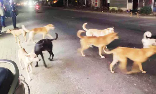 നായ്ക്കൂട്ടം ഇരുചക്ര വാഹനയാത്രികർക്ക് ഭീഷണി