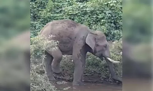 കാ​ട്ടാ​ന കാ​ലി​ൽ പ​രി​ക്കേ​റ്റ നി​ല​യി​ൽ