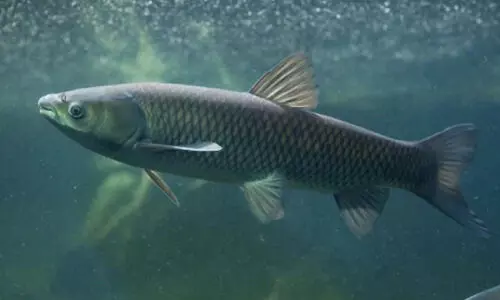 Chinese woman swallows fish gall bladder to relieve headache; ends up in ICU within hours