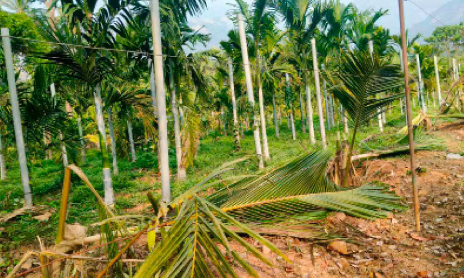 ആ​ന​പ്പേ​ടി​യ​ക​ലാ​തെ നാ​ട്; മൂന്നേക്കറിൽ 15ഓളം തെങ്ങുകൾ ഒറ്റരാത്രിയിൽ നശിപ്പിച്ചു