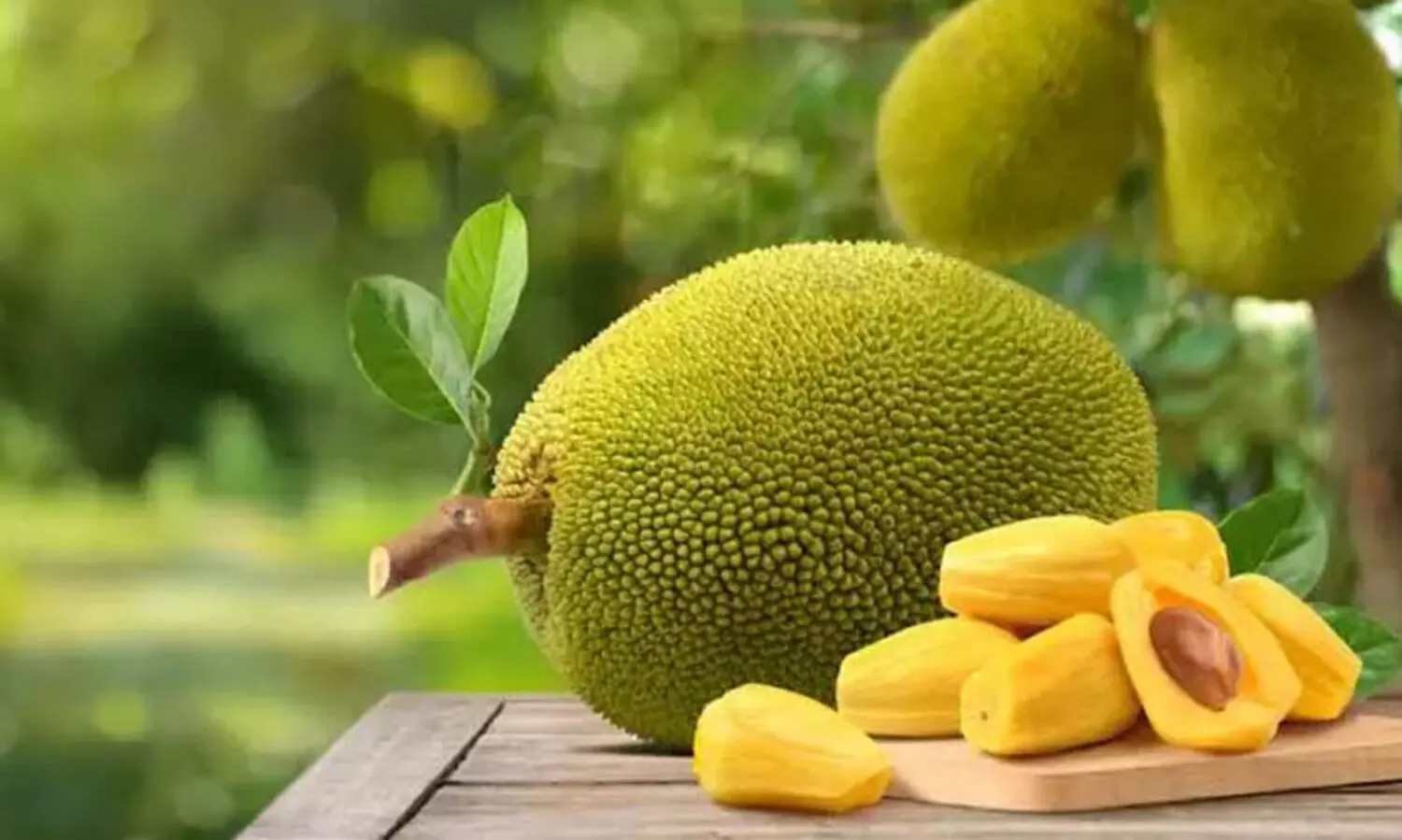 വരുന്നു...ചക്കയുടെ സുവർണ കാലം