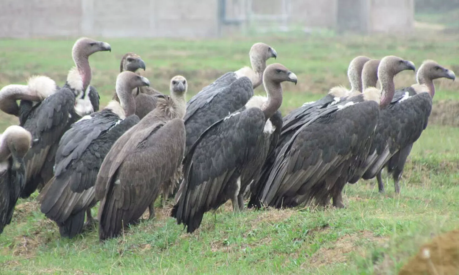 കഴുകൻമാർക്ക് സംരക്ഷിത മേഖലകൾ ഒരുക്കാൻ തമിഴ്നാട് വനംവകുപ്പ്