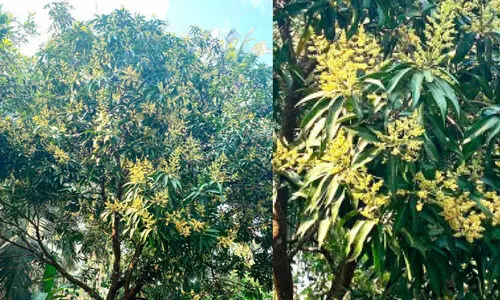 മാവുകൾ വ്യാപകമായി പൂത്തു: കർഷകർക്ക് ആഹ്ലാദം