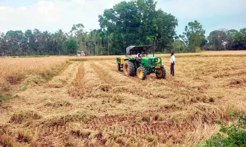 നെൽകൃഷി; കർഷകരെ പ്രതിസന്ധിയിലാക്കി കാലാവസ്ഥ മാറ്റം