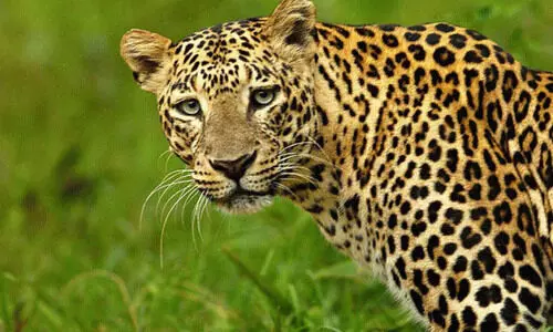 ക​ർ​ഷ​ക​നെ പു​ലി ആ​ക്ര​മി​ച്ചു; ക​വു​ങ്ങി​ൽ ക​യ​റി ജീ​വ​ൻ കാ​ത്തു