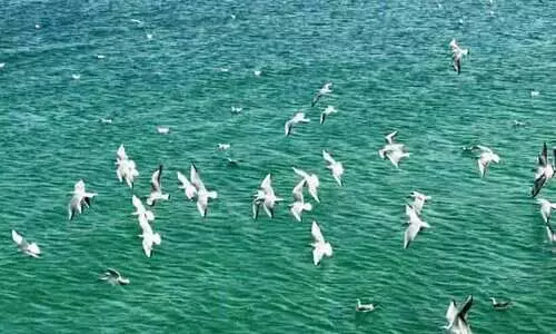 ഫ​നാ​തീ​ർ ബീ​ച്ചി​ൽ ശീ​ത​കാ​ല അ​തി​ഥി​ക​ൾ, ആ​യി​ര​ക്ക​ണ​ക്കി​ന് ദേ​ശാ​ട​ന​പ്പ​ക്ഷി​ക​ൾ