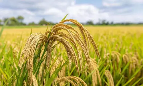 നെല്ല്​ സംഭരണം;  കൂടുതൽ മില്ലുകാർ എത്തിത്തുടങ്ങി