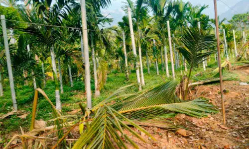 ആ​ന​പ്പേ​ടി​യ​ക​ലാ​തെ നാ​ട്; മൂന്നേക്കറിൽ 15ഓളം തെങ്ങുകൾ ഒറ്റരാത്രിയിൽ നശിപ്പിച്ചു