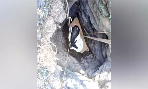 വിരണ്ടോടിയ പോത്ത് കിണറ്റിൽ വീണു