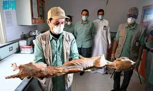 സൗദിയിൽ 4,800 വർഷം പഴക്കമുള്ള പുള്ളിപ്പുലികളുടെ ‘മമ്മി’കൾ കണ്ടെത്തി