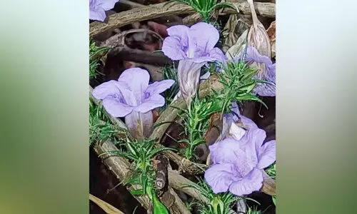 ഇനി ഏഴുവർഷം കാത്തിരിക്കണം