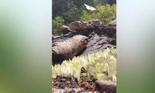 ആ​റ​ളം ശ​ല​ഭസ​ങ്കേ​ത​ത്തി​ൽ ചി​ത്ര​ശ​ല​ഭ സ​ർ​വേ തു​ട​ങ്ങി