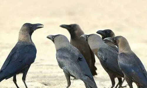 ഇരിട്ടി എടക്കാനത്ത് പക്ഷിപ്പനി