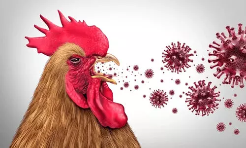 കോടംതുരുത്തിൽ പക്ഷിപ്പനി സ്ഥിരീകരിച്ചു