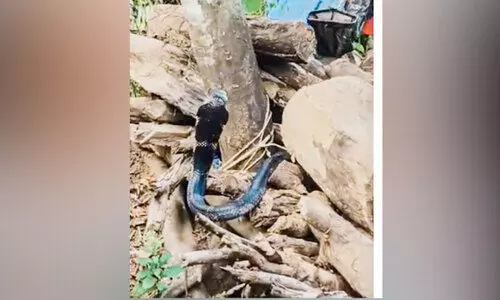 വീട്ടുപുരയിടത്തിലെത്തിയ രാജവെമ്പാലയെ വനത്തില്‍ വിട്ടയച്ചു