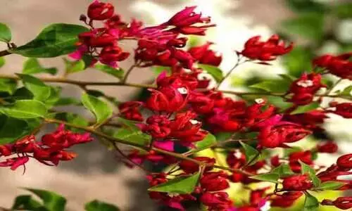 ചൈനീസ് ‘ഉറങ്ങുന്ന സുന്ദരി’