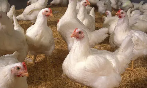 കൈ​പ്പി​ടി​യി​ൽ ഒ​തു​ങ്ങാ​തെ കോ​ഴി​വി​ല