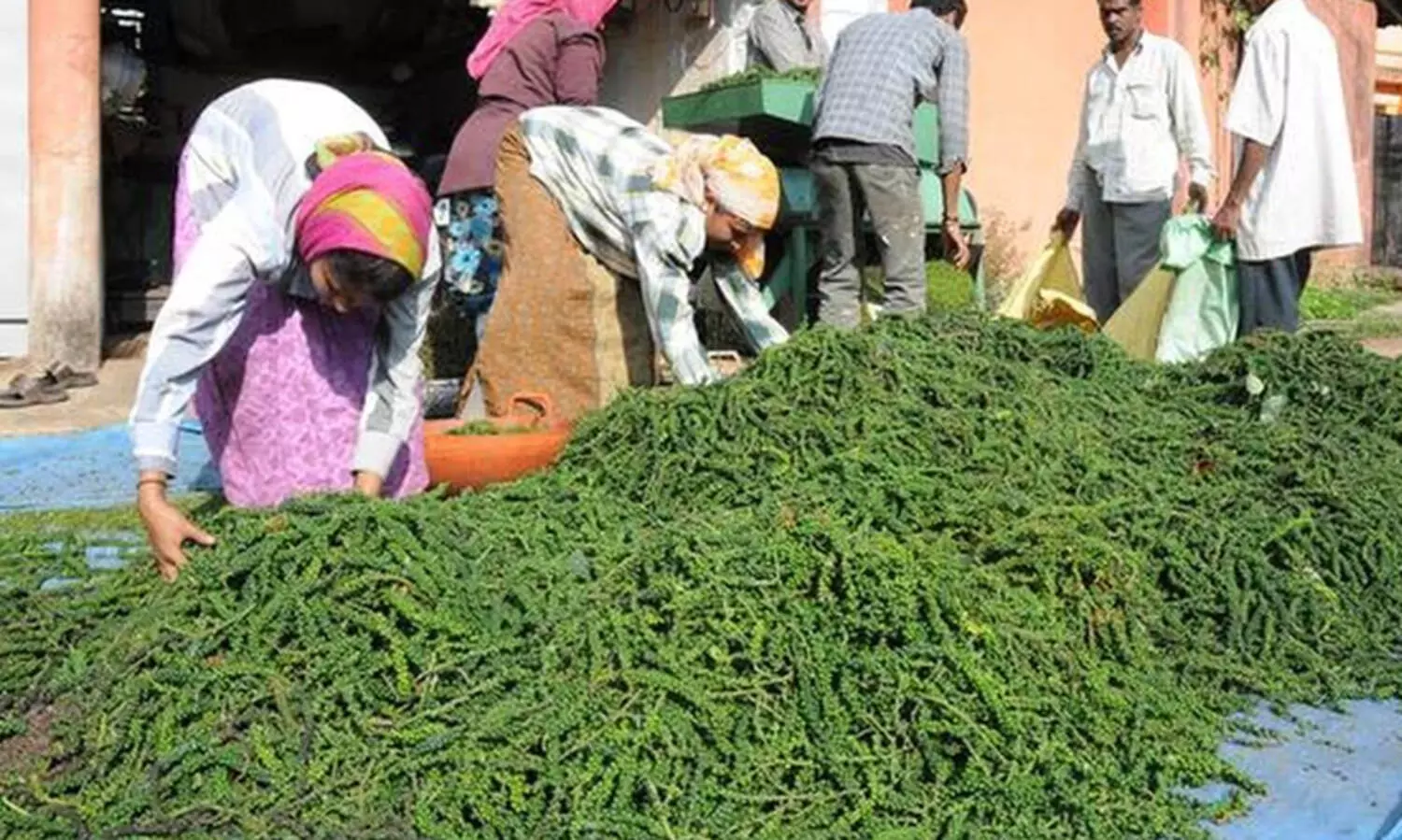 കുരുമുളക് വിളവെടുപ്പ് തുടങ്ങി; വിലയിടിക്കാൻ വ്യാപാരികൾ