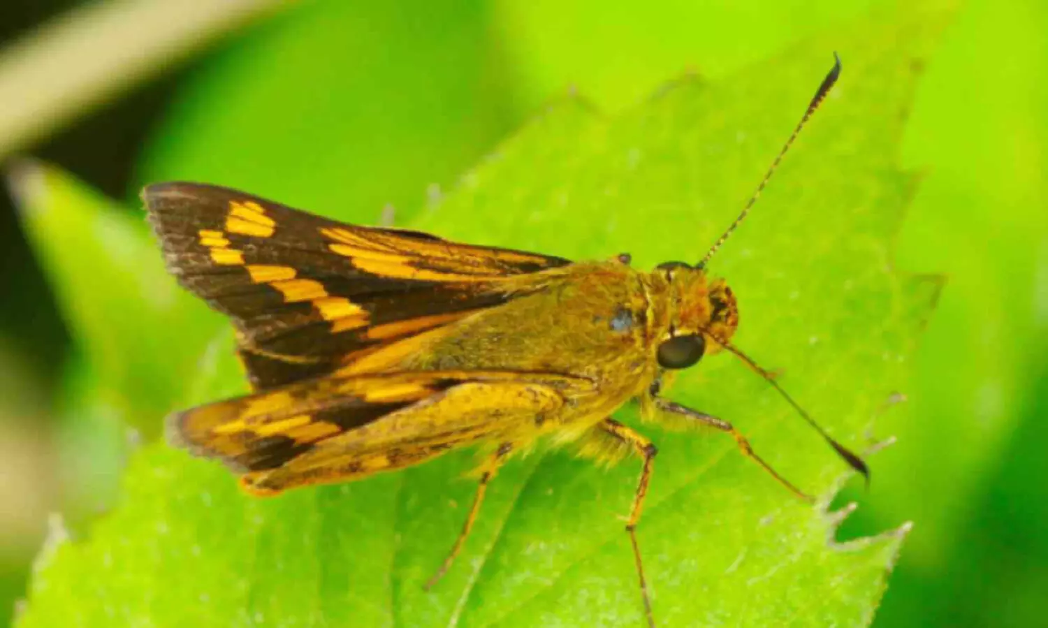 ആറളത്ത് പുതിയ ശലഭത്തെ കണ്ടെത്തി