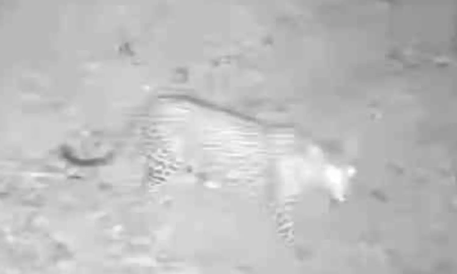 ക​രി​യം​കാ​പ്പ്-​രാ​മ​ച്ചി റോ​ഡി​ലെ റ​ബ​ർ തോ​ട്ട​ത്തി​ൽ വീ​ണ്ടും പു​ലി