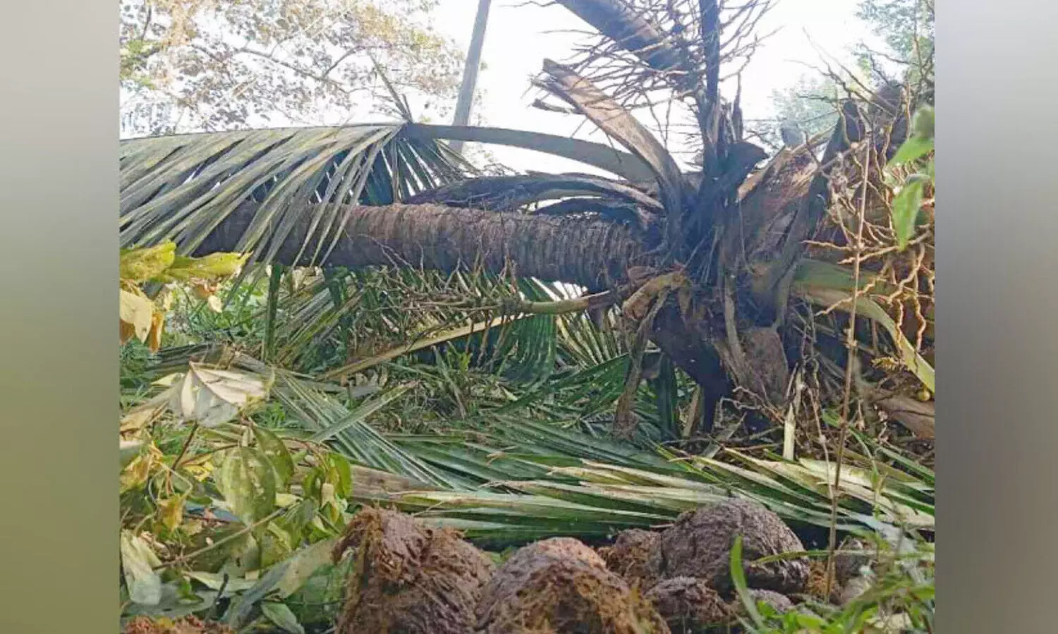 ക​ക്കാ​ടം​പൊ​യി​ൽ മേ​ഖ​ല​യി​ൽ കാ​ട്ടാ​ന ആ​ക്ര​മ​ണം രൂ​ക്ഷം