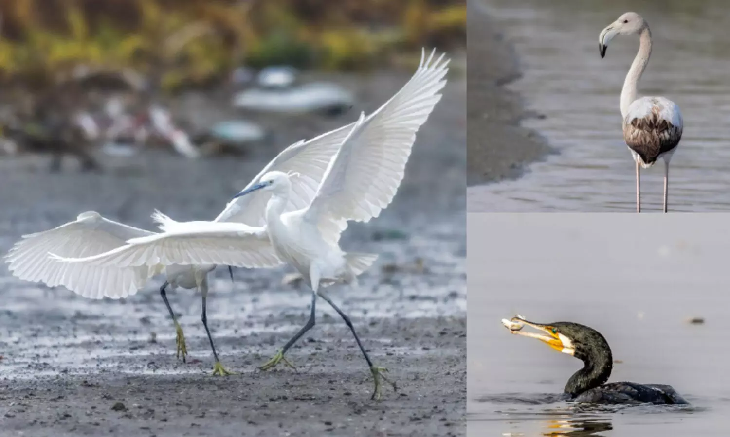 പറന്നെത്തുന്ന സൗന്ദര്യം...; ശൈത്യകാല പക്ഷികളുടെ എണ്ണമെടുക്കൽ ദിനം സംഘടിപ്പിച്ചു