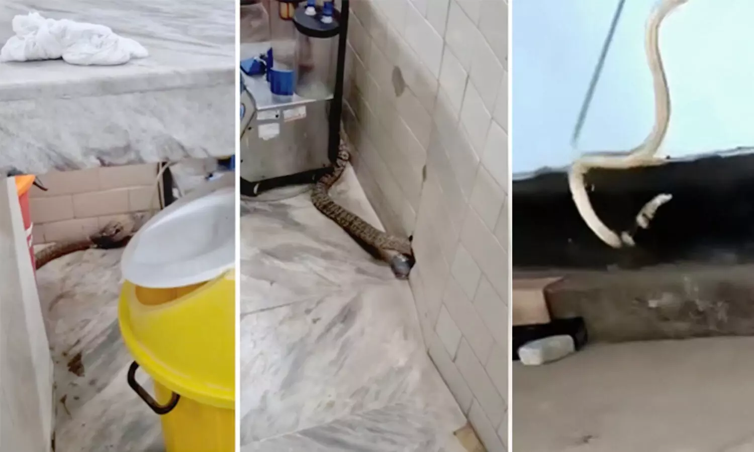 ജനറൽ ആശുപത്രിയിൽ മൂർഖൻ; കണ്ടെത്തിയത് ഓപ്പറേഷന്‍ തിയറ്ററിന് സമീപം