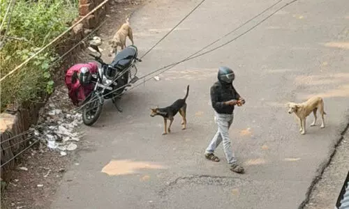 സൂ​ക്ഷി​ച്ചോ... ഇ​പ്പോ ക​ടി​ക്കും