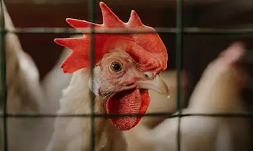 വിലക്കയറ്റം, പക്ഷിപ്പനി; ഹോട്ടൽ മേഖല പ്രതിസന്ധിയിൽ