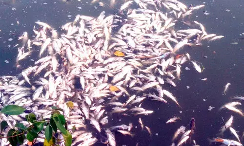 പഞ്ചായത്ത് വക കെട്ടിൽ മത്സ്യങ്ങൾ ചത്തുപൊങ്ങി; വിഷം കലക്കിയതെന്ന് സംശയം