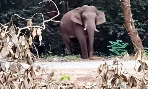 വരൾച്ച രൂക്ഷം; കാടിറങ്ങി ചിന്നം വിളിച്ച് കാട്ടാനകൾ