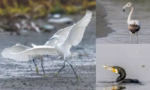 പറന്നെത്തുന്ന സൗന്ദര്യം...; ശൈത്യകാല പക്ഷികളുടെ എണ്ണമെടുക്കൽ ദിനം സംഘടിപ്പിച്ചു പറന്നെത്തുന്ന സൗന്ദര്യം...; ശൈത്യകാല പക്ഷികളുടെ എണ്ണമെടുക്കൽ ദിനം സംഘടിപ്പിച്ചു