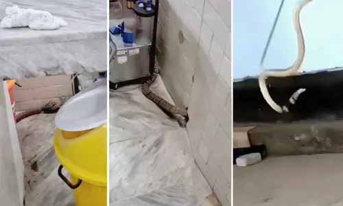 ജനറൽ ആശുപത്രിയിൽ മൂർഖൻ; കണ്ടെത്തിയത് ഓപ്പറേഷന്‍ തിയറ്ററിന് സമീപം