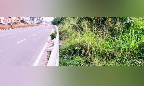 ദേശീയപാതയോരത്തെ നടപ്പാത കാടുകയറി