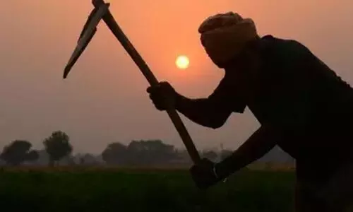 പിടിച്ചുപറിയും അമിത കൂലിയും; 2500 ഏക്കറിലെ കൃഷി ഉപേക്ഷിച്ച് കർഷകർ