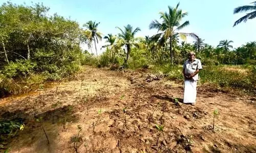 പൊരൂണി വയലിൽ കണ്ടൽ കിളിർത്തു തുടങ്ങി